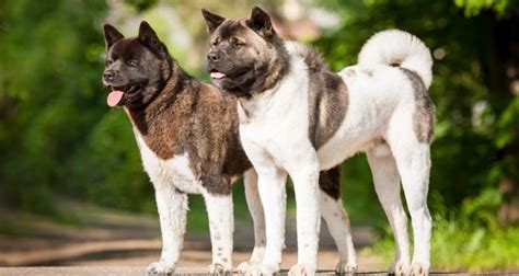 Akita Breed Standard (AKC) - The Akita Breed - Midwest Akita Rescue Society