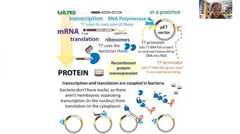 Recombinant Protein Expression In Bacteria Using The Inducible T Pet