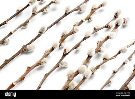 Pussy Willow Branches Isolated On White Background Stock Photo Alamy