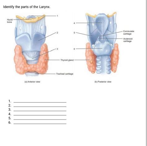 Solved Identify The Parts Of The Larynx Hyold Bone 10 Chegg