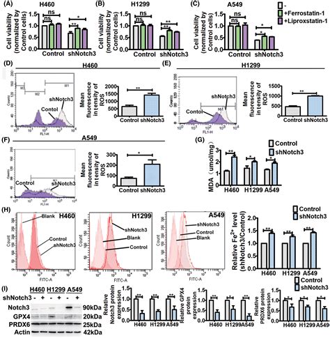 Notch Regulates Ferroptosis Via Rosinduced Lipid Peroxidation In