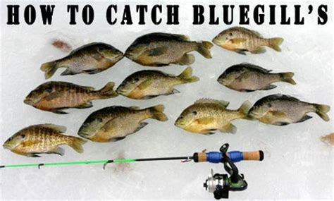 Secrets to Catching Bluegill - Fishing Tips For Beginners