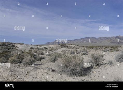 Desert Scrub Habitat Stock Photo Alamy