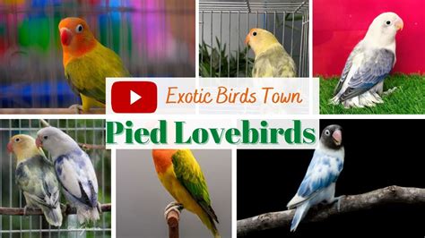 All Pied Lovebird Mutations Top Pied Lovebirds African Lovebirds