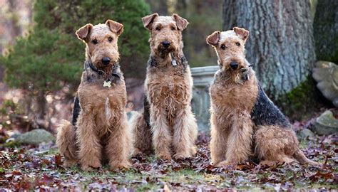 Airedale Terrier Dog Breed Information And Facts Pictures Pets Feed