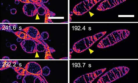 Live Mitochondria Seen In Unprecedented Detail Photobleaching In Sted