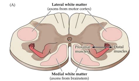 Upper Motor Neurons Flashcards Quizlet