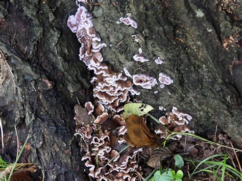 Silver Leaf Fungus Ty Gwyn Way Fairwater Cwmbran 29 Oct Flickr