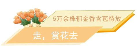 春天顶流！50000余株郁金香含苞待放！来建德，“郁”见春天澎湃号·政务澎湃新闻 The Paper