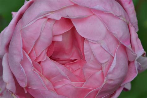 Rožė 'Brother Cadfael' (Rosa)