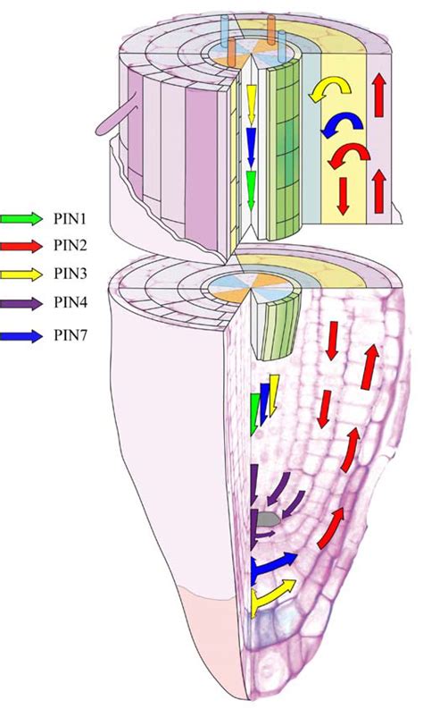 Schematic Representation Of Polar Auxin Transport In The Ram In The