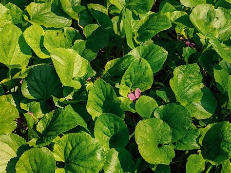 Green Leaves Of Viola Plant · Free Stock Photo