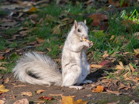 Peanuts And Patience Rare And Friendly Encounter With A White Squirrel