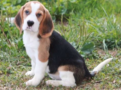 À vendre un chiot Beagle mâle tricolore LOF Petite Annonce chien