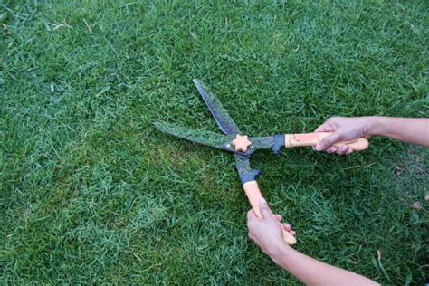 930 Scissors Cutting Grass Stock Photos Pictures And Royalty Free