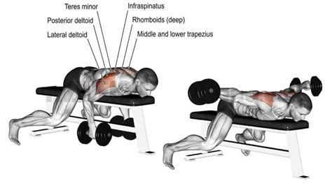 Dumbbell Rear Delt Fly How To Do Muscle Worked Tips