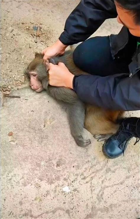 南京野猴入室偷吃薯片还开燃气，援救人员用麻醉针捕获猴子猕猴小时