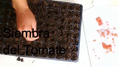 Germinación Del Tomate Paso A Paso Youtube