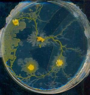 Lab Quiz Kingdom Protista Flashcards Quizlet