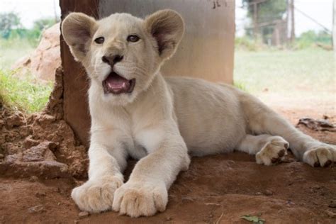 Images Gratuites Lion faune mammifère crinière moustaches Masai