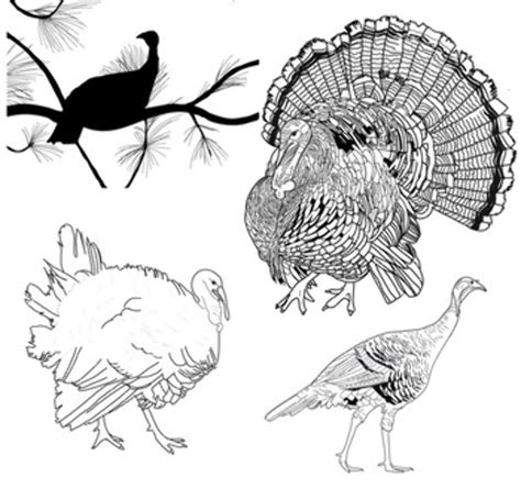 Download High Quality turkey clipart black and white realistic ...