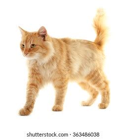 3 Thousand Hairy Pussy Hairy Royalty Free Images Stock Photos Pictures Shutterstock