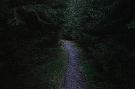 Premium Photo Narrow Road Along Trees In Forest