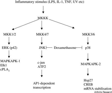 The Map Kinase Cascades This Highly Simplified Scheme Open I