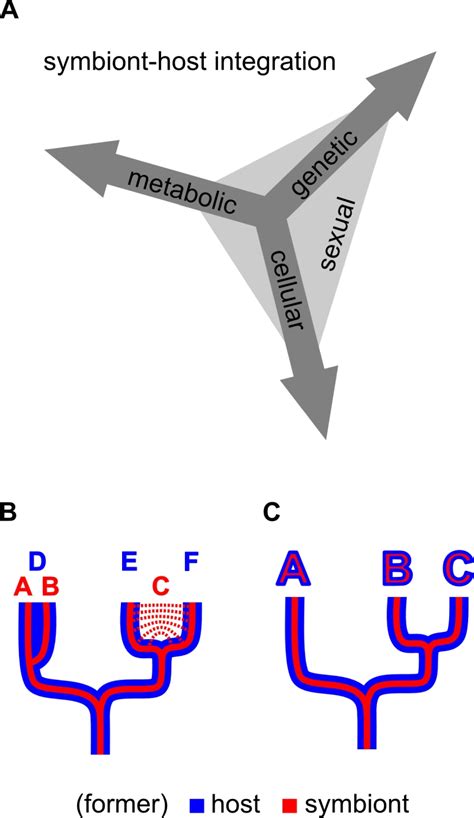 Whats In A Name How Organelles Of Endosymbiotic Origin Can Be