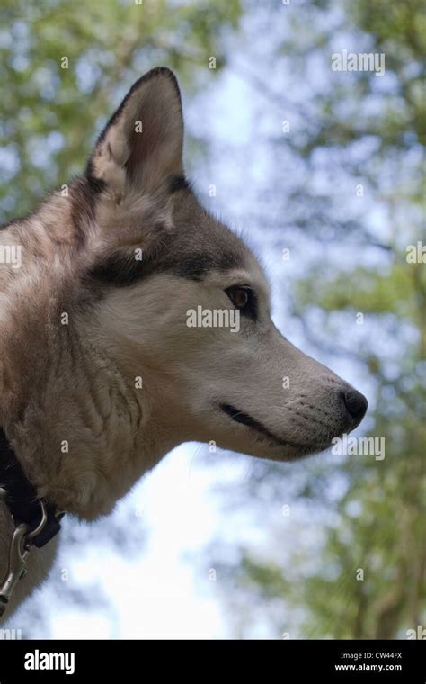 Husky Siberiano Perro Canis Lupus Familiaris Perfil De La Cabeza