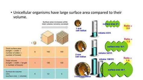 The Importance Of Transport In Living Organisms Online Presentation