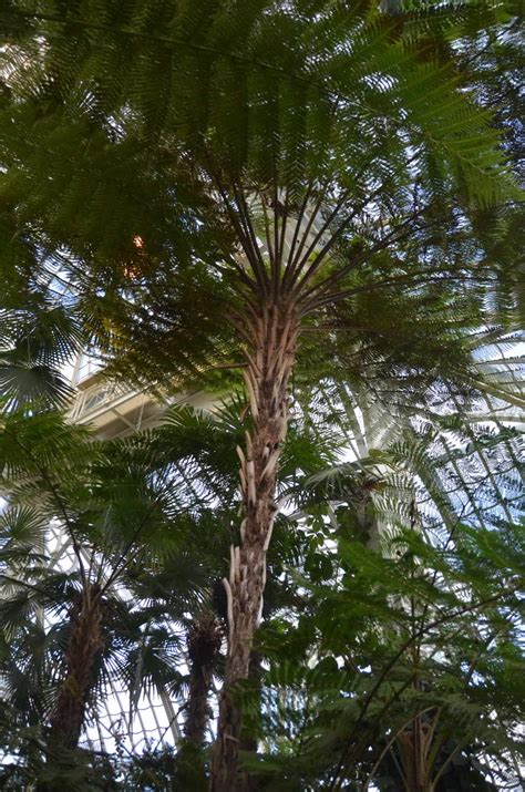 Helecho arborescente del Palmenhaus de Viena -> Alsophila australis