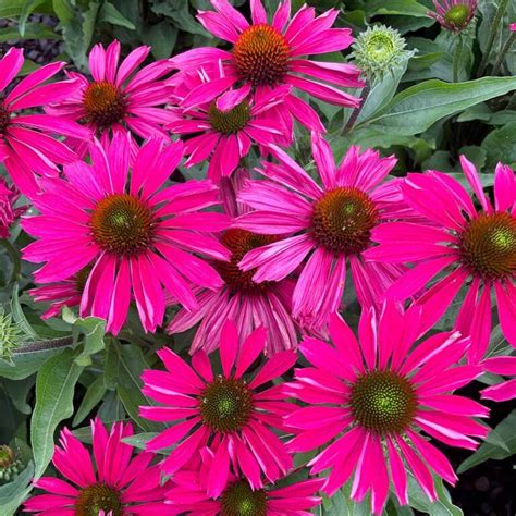 Echinacea KISMET Raspberry TERRA NOVA Nurseries Inc