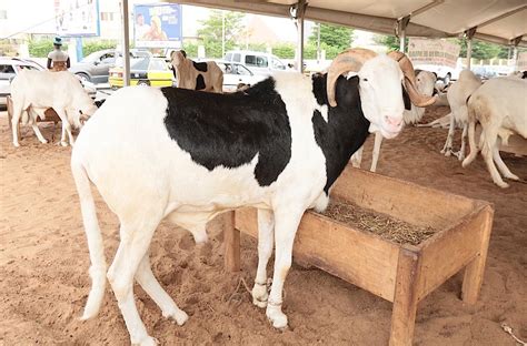 Photos Le Top Des Mouton De Tabaski Les Plus Chers Du Senegal