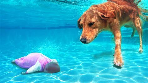 Un Perro H Roe Salva A Un Ni O En El Agua Veces En Las Que Los