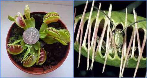 Цветок который ест мух: как называется и чем питается ещё?