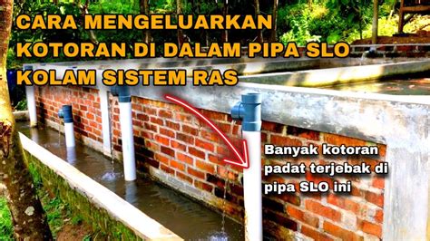 CARA MENGELUARKAN KOTORAN IKAN DI DALAM PIPA SLO KOLAM SISTEM RAS