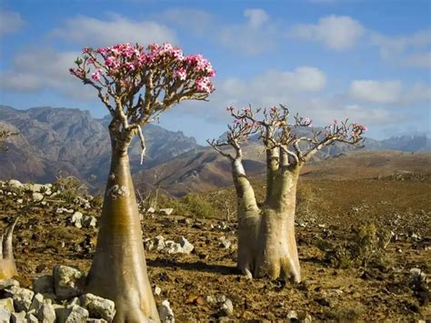 Rosa Do Deserto Saiba Tudo Sobre Essa Linda E Resistente Planta