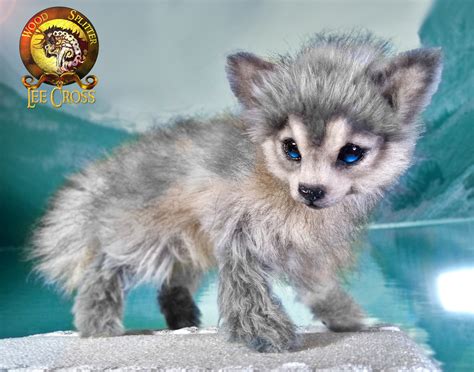 Meet Granite The Baby Grey Wolf Pup Companion Wood Splitter Lee