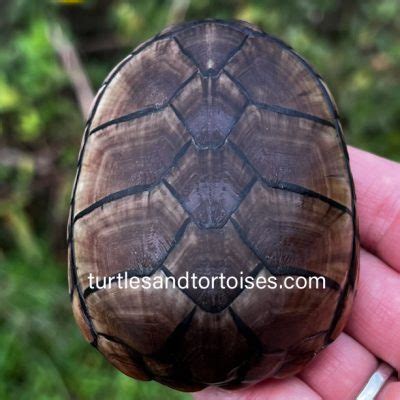 Eastern Mud Turtles Kinosternon Subrubrum Subrubrum CB 2020 Turtles