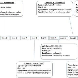 Localization Of Pathogenic Or Likely Pathogenic Variants In Ass Gene