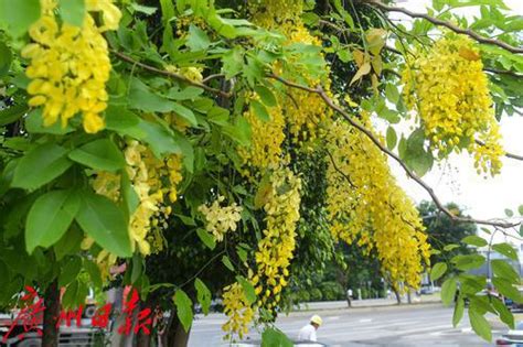 【天气靓爆镜】腊肠花开，满树金黄