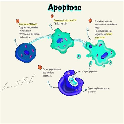 NECROSE X APOPTOSE Mapa Mental Biologia Celular