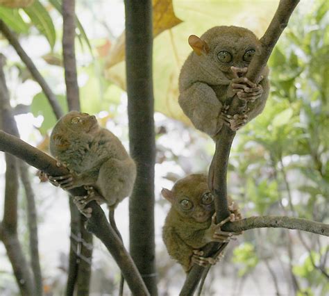 Tarsiers Almost The World S Smallest Primates Or So The To Flickr