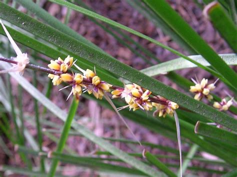 Australian Asparagaceae