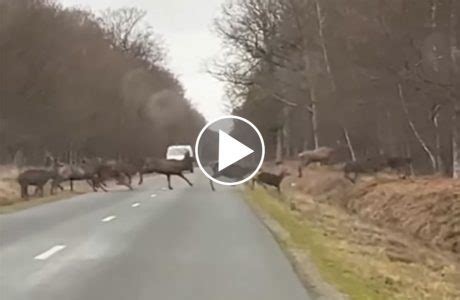 Vidéo Une immense harde de cervidés traverse une route en Normandie