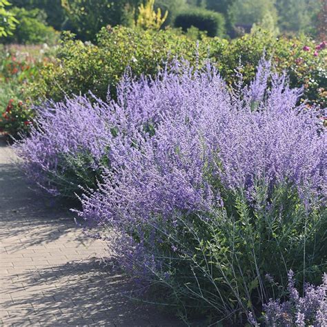 Buy Russian Sage Syn Salvia Blue Spire Perovskia Blue Spire