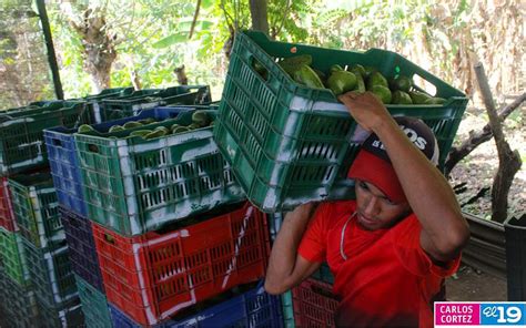 Nicaragua En Auge Cultivo Y Exportaciones De Aguacate