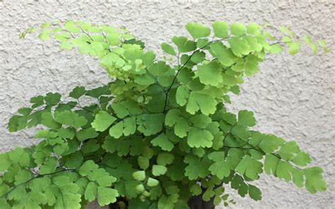 Fritz Luthi Delta Maidenhair Fern Adiantum Raddianum Fritz Luthi