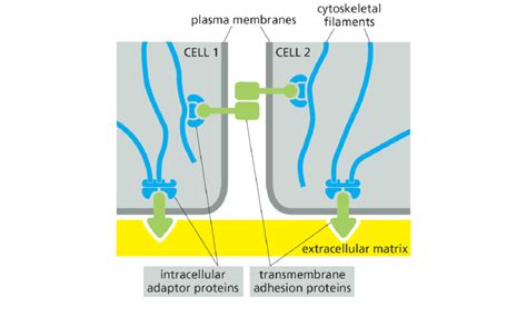 Schematic Of Cytoskeletal Links To Extracellular Structures Bonds That